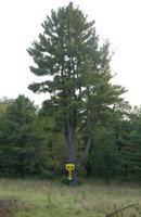 Tall tree with Yellow Nosed figure